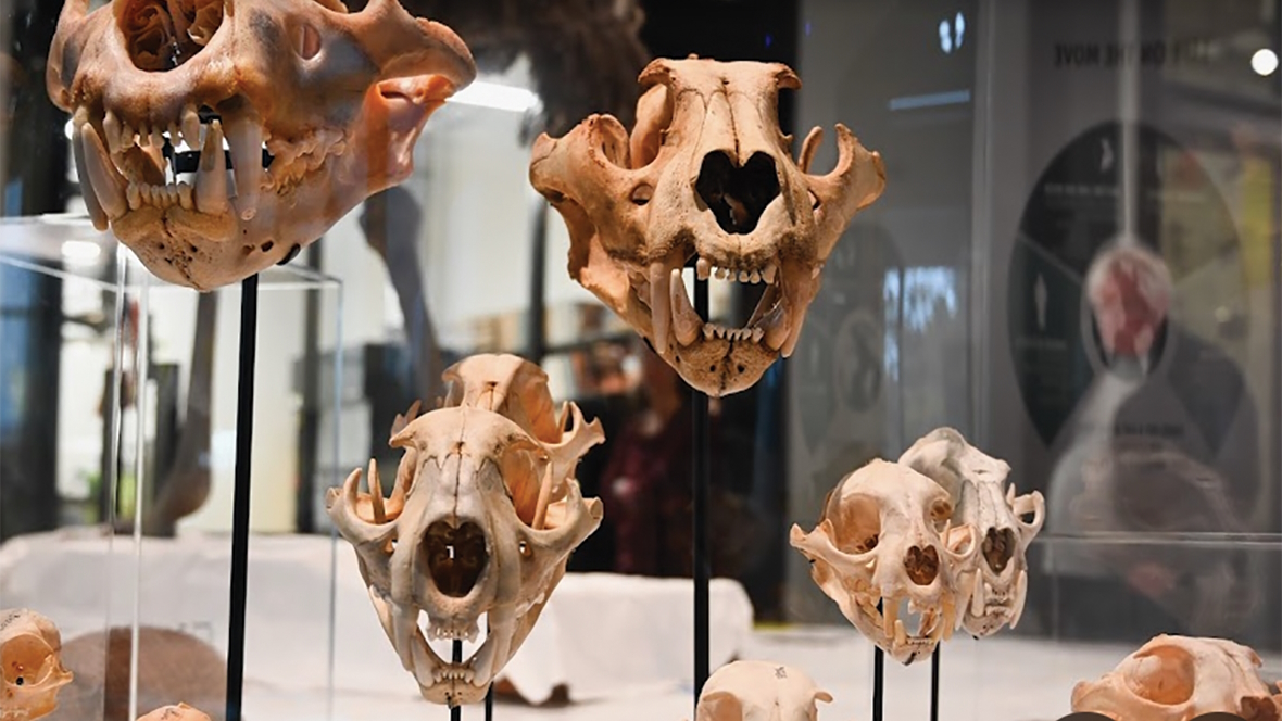 A display of skulls at the Burke Museum