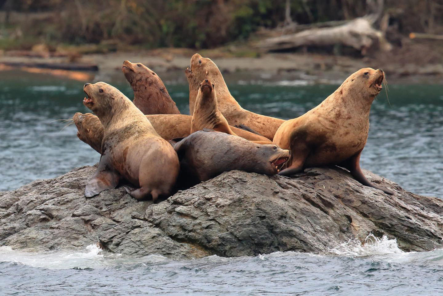 Seals sitting on a rock in the Puget Sound