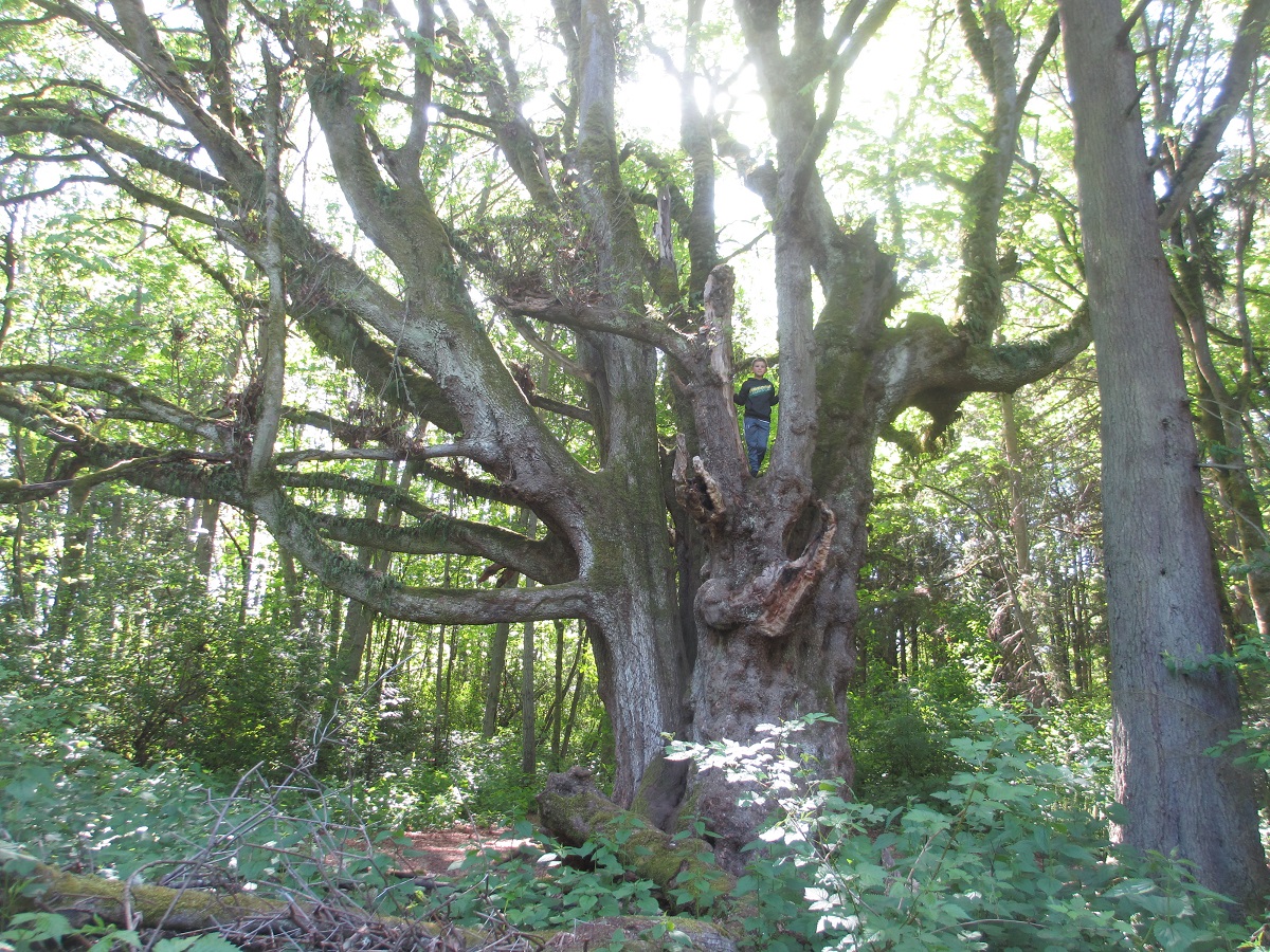boy-in-giant-tree-discovery-park-seattle-best-things-to-do-with-kids