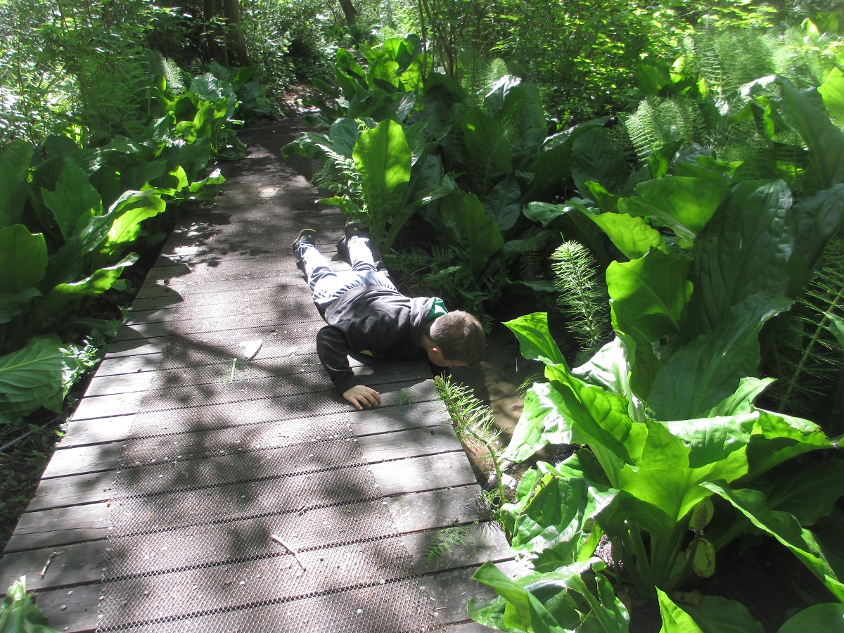 Discovery-Park-seattle-boy-touching-stream-on-wolf-tree-nature-trail