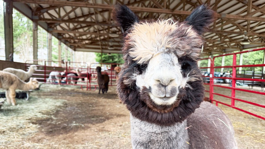 close up of an alpaca at Enchanted Farms, an alpaca farm for Seattle families to visit