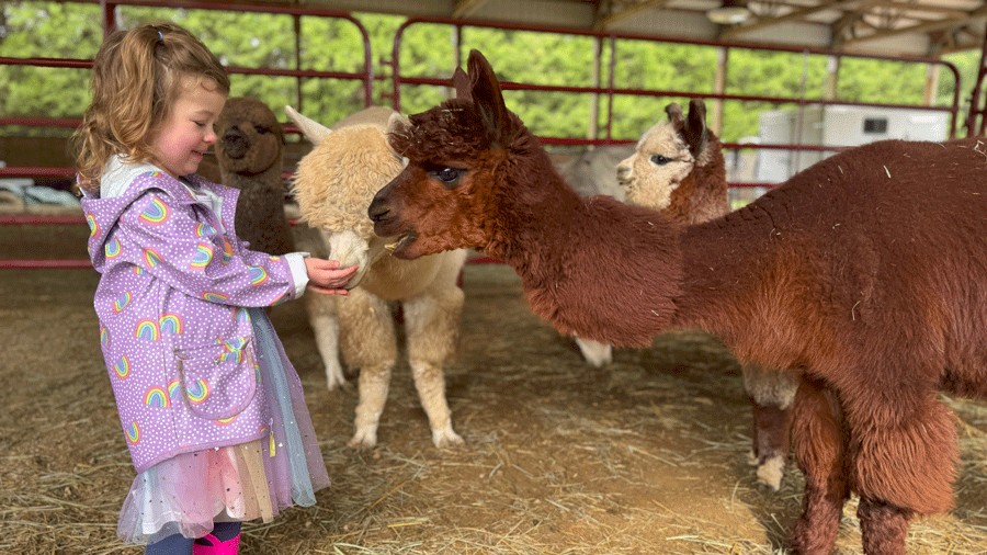 Immersive alpaca experience with kids at Enchanted Farms in Duvall