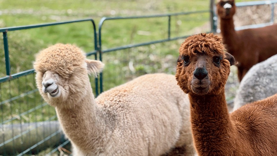 close encounter with alpacas at Cascade Rose Farm in Carnation