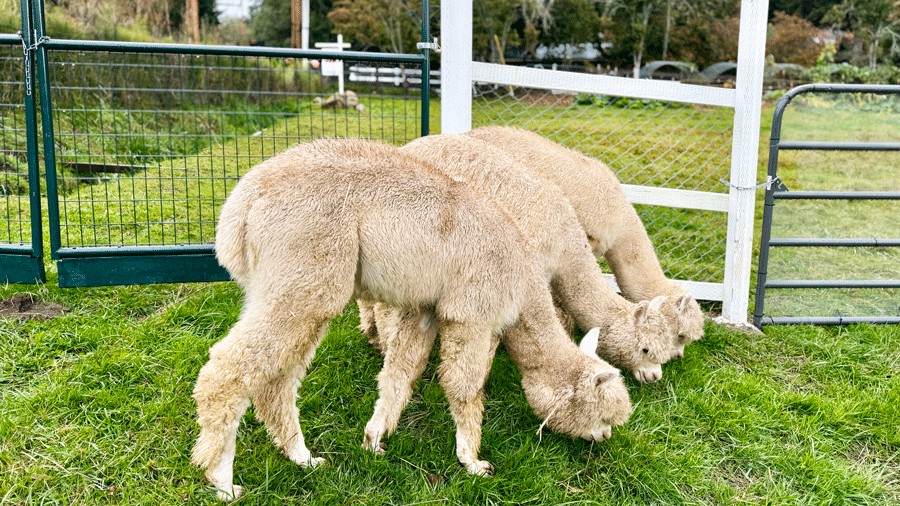trio of alpacas at Little Green Acres, a farm in Redmond with alpacas and farm animals that kids can pet