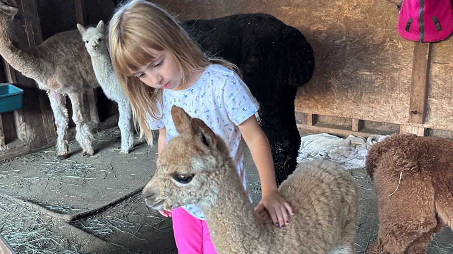 young girl petting a baby alpaca at a Snohomish alpaca farm