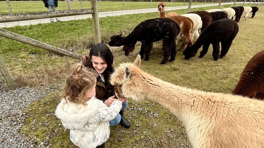 Family-friendly airbnb with alpacas on Camano Island with a scheduled feeding