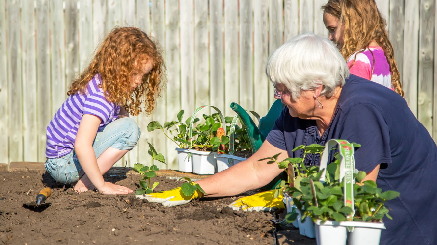 kid-planting-strawberies