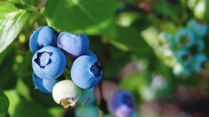 blueberries