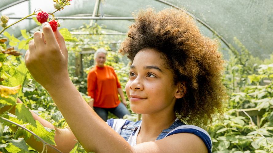 Kid-picking-raspberries
