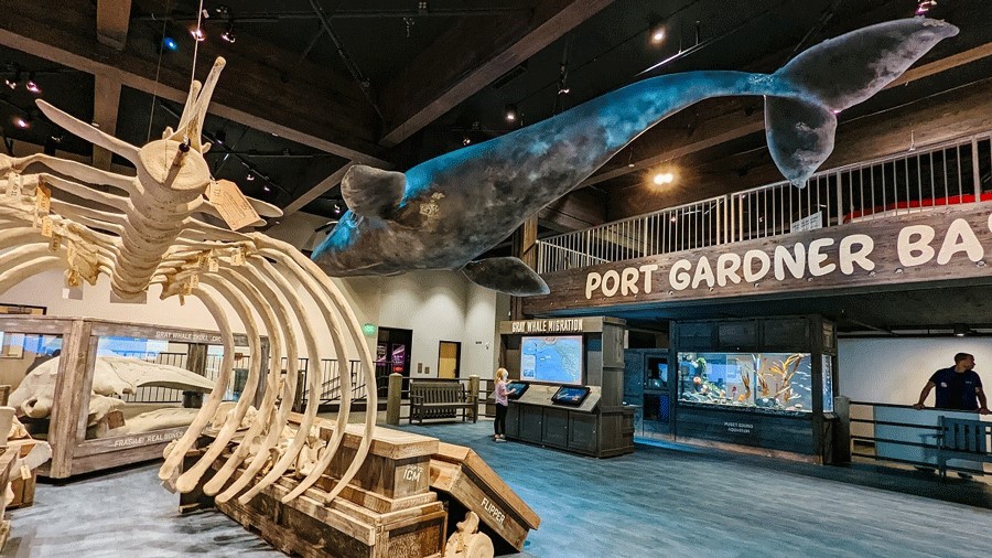 Large whale skeleton and display at Imagine Children’s Museum in Everett