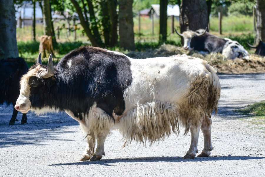 A yak at Olympic Game Farm Olympic Peninsula with kids