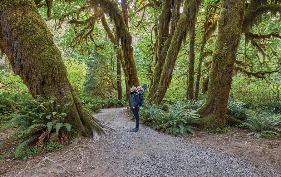 Hoh rain forest Olympic peninsula with kids