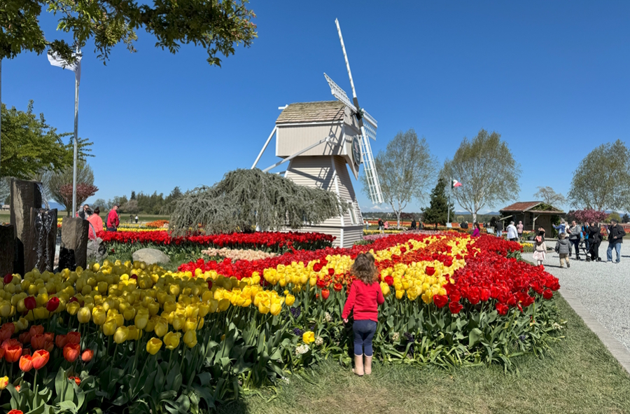 little girl standing in front of tulips