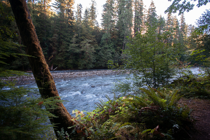 Cedar River Watershed is a great place to find a family-friendly hike near seattle in the spring
