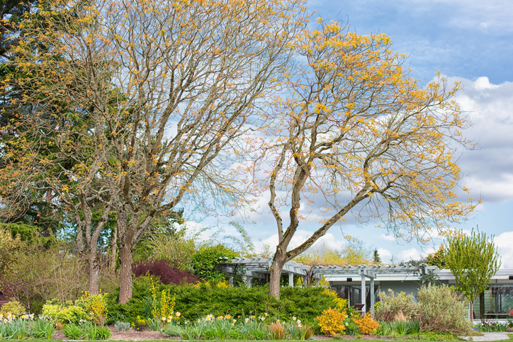 Bellevue Botanical Garden trees are blooming on a spring hike with kids near Seattle