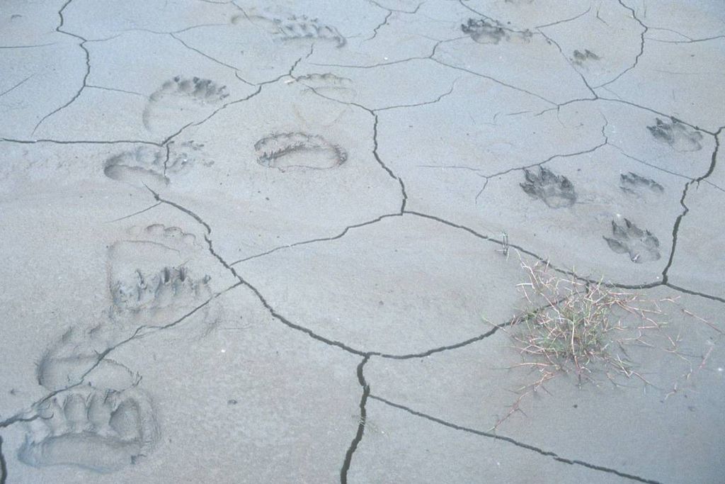 Making Tracks in Lewis Creek Park
