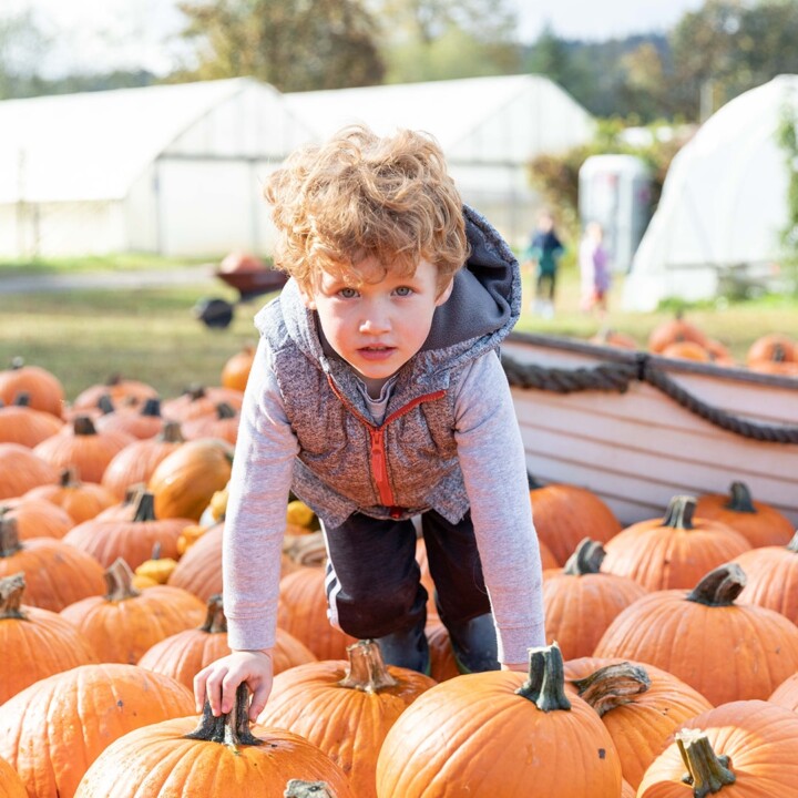 Oxtober Fall Festival