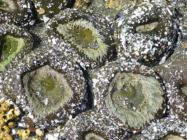 Meet the Beach with Puget Sound Estuarium – Squaxin Park