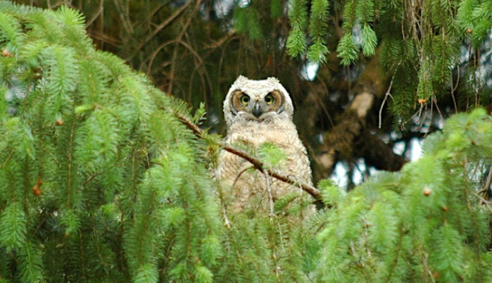 Normandy Park Owl Prowl at Marine View Park
