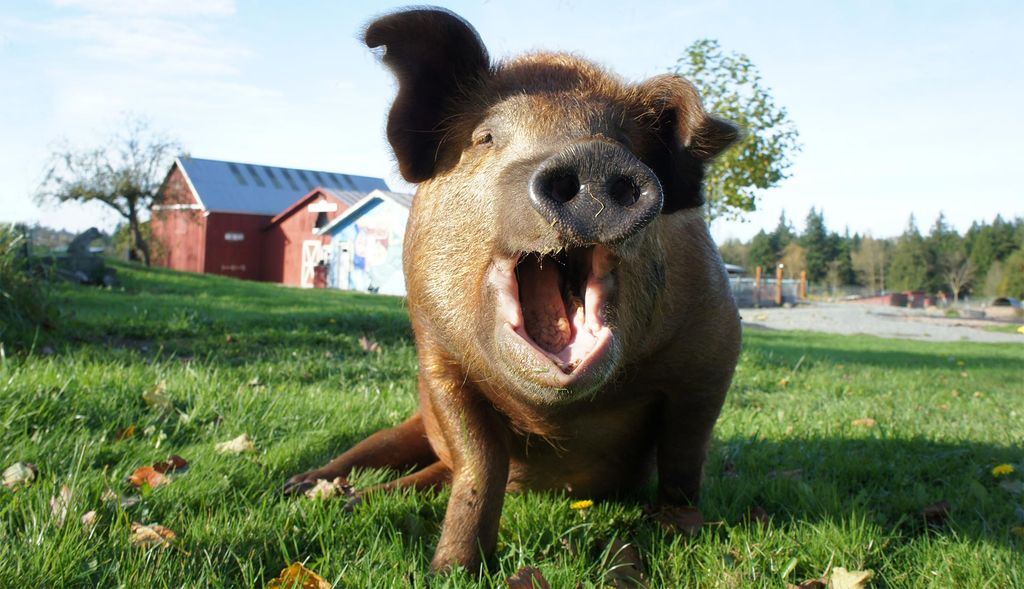7 Animal Sanctuaries That Seattle-Area Families Can Visit
