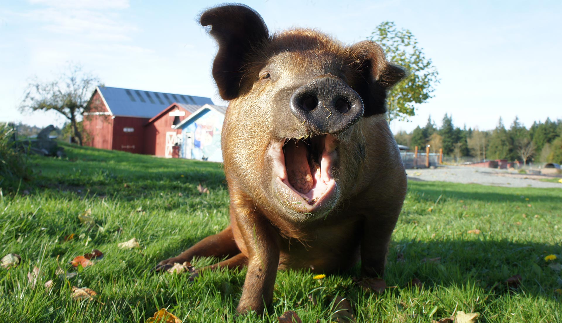 Happy pig standing in a field at a Washington animal sanctuary that Seattle families can visit