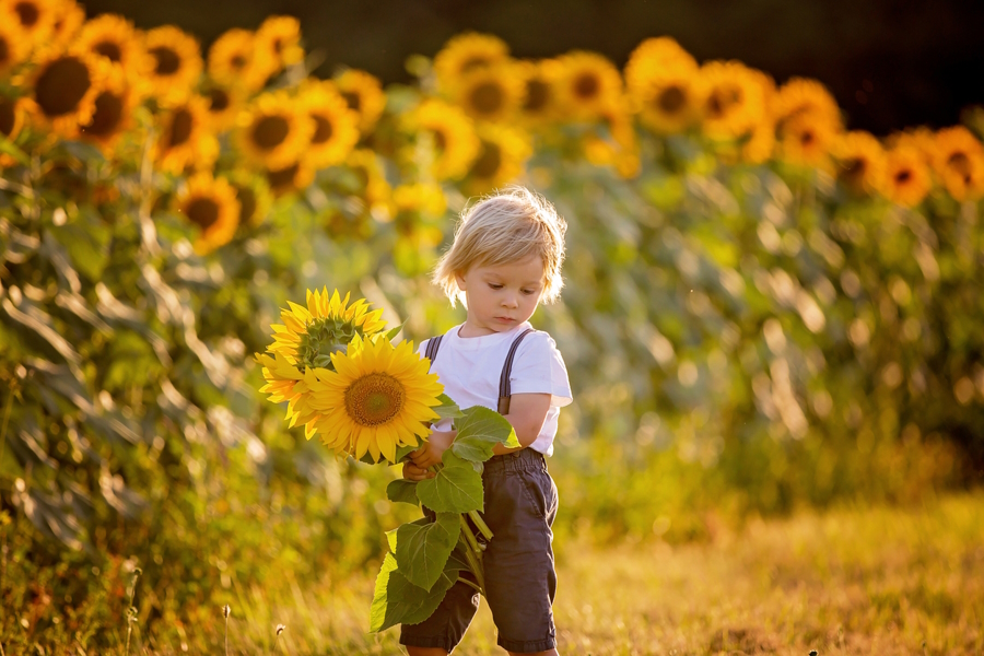 Toddler in a sunflower field