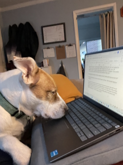 A dog looking closely at a laptop during National Novel Writing Month