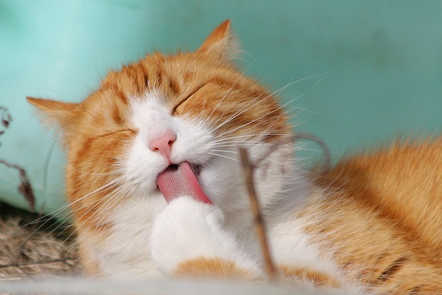 CAToberfest