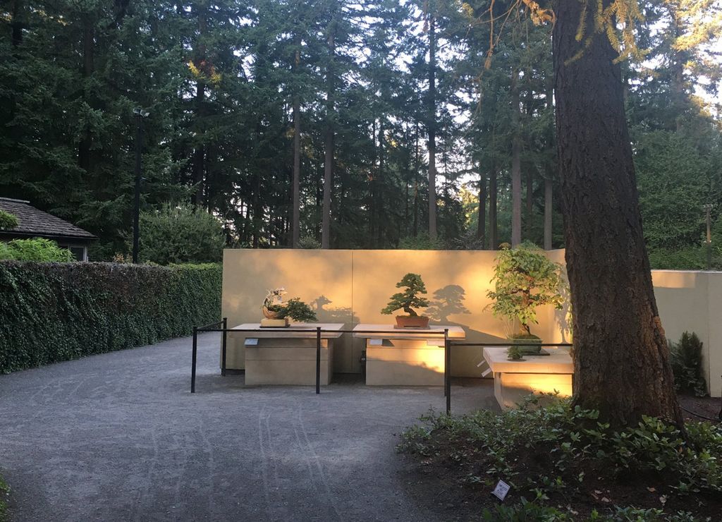 Summer Bonsai Solstice