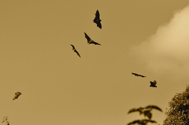 Learn All About Bats