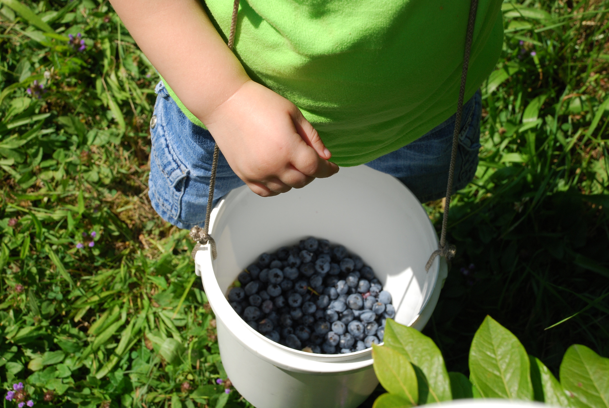 Blue-dog-berry-farm-summer-memberships-fun-families