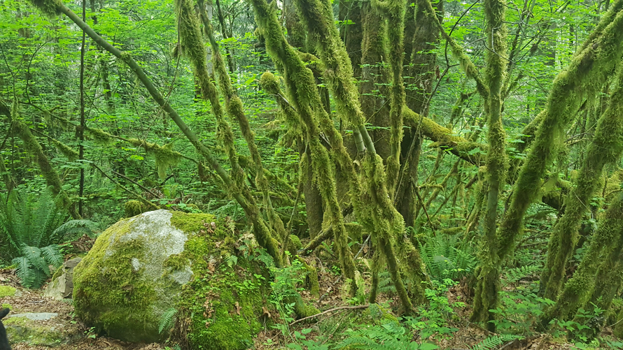 swamp monster trail issaquah