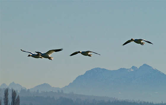 Skagit Valley Snow Geese