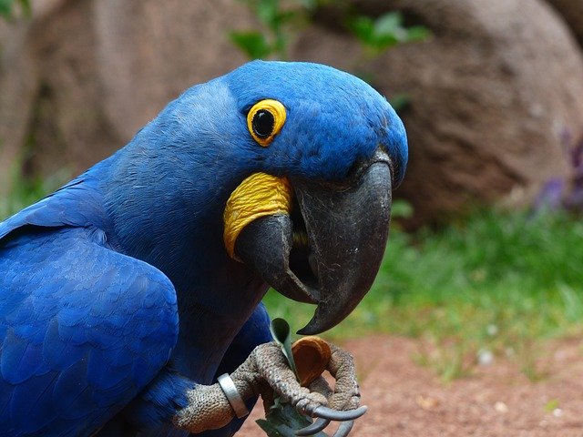 World Parrot Expo