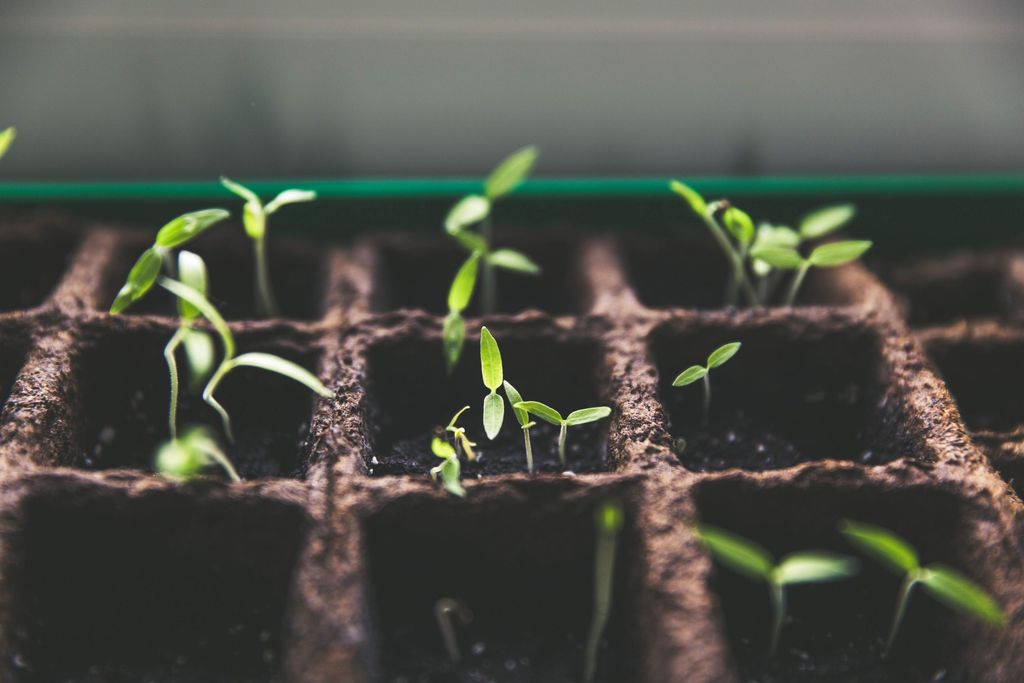 The Great Seattle Seed Swap