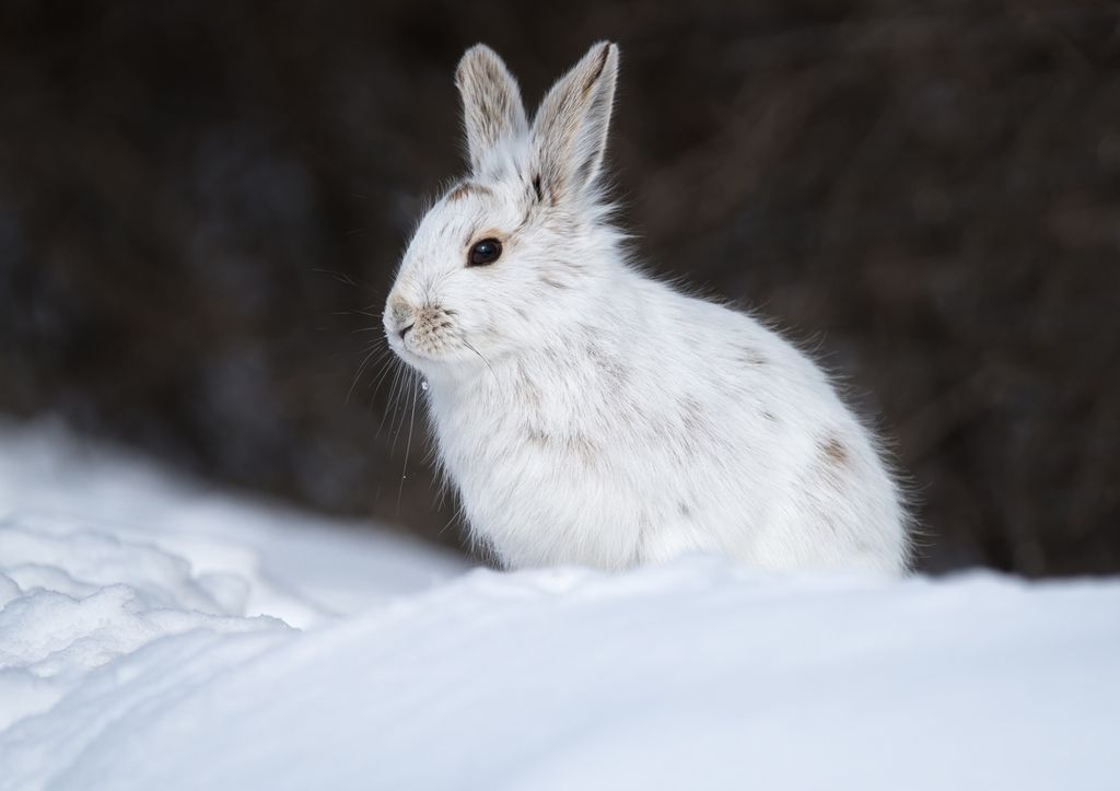 Winter Rabbits