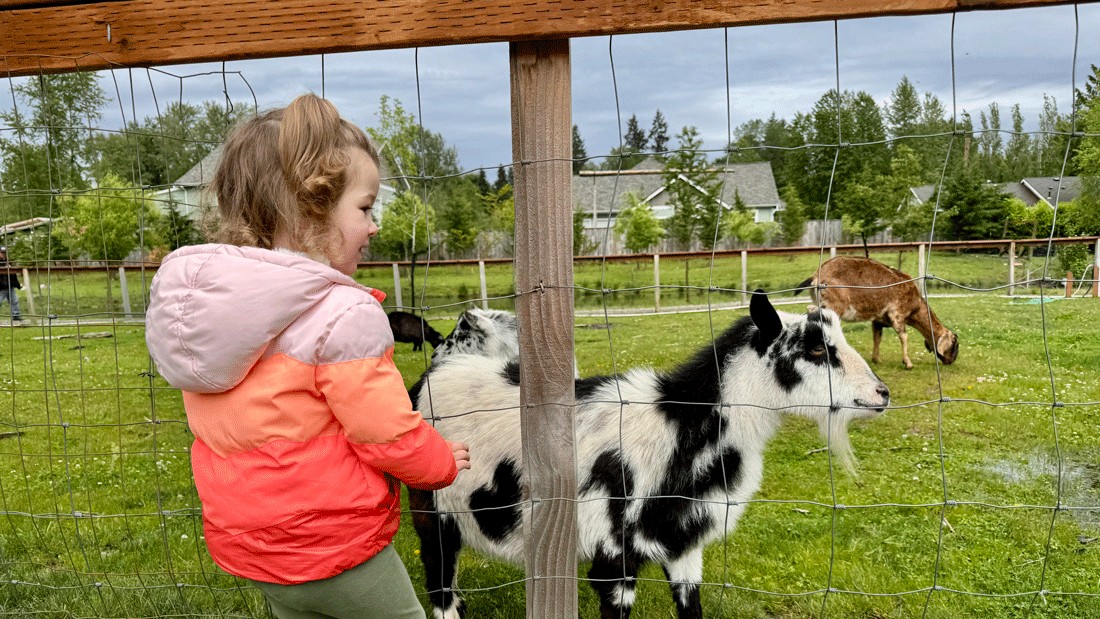 young child looking at a goat at a free petting zoo at the Produce Market at Flower World