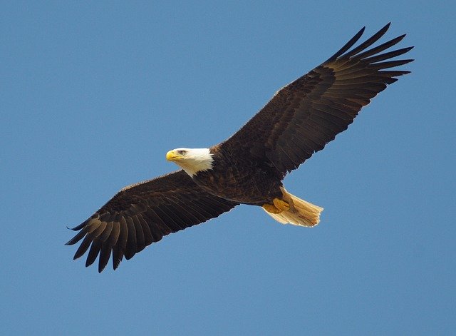 Lake Sammamish State Park Bird Walk