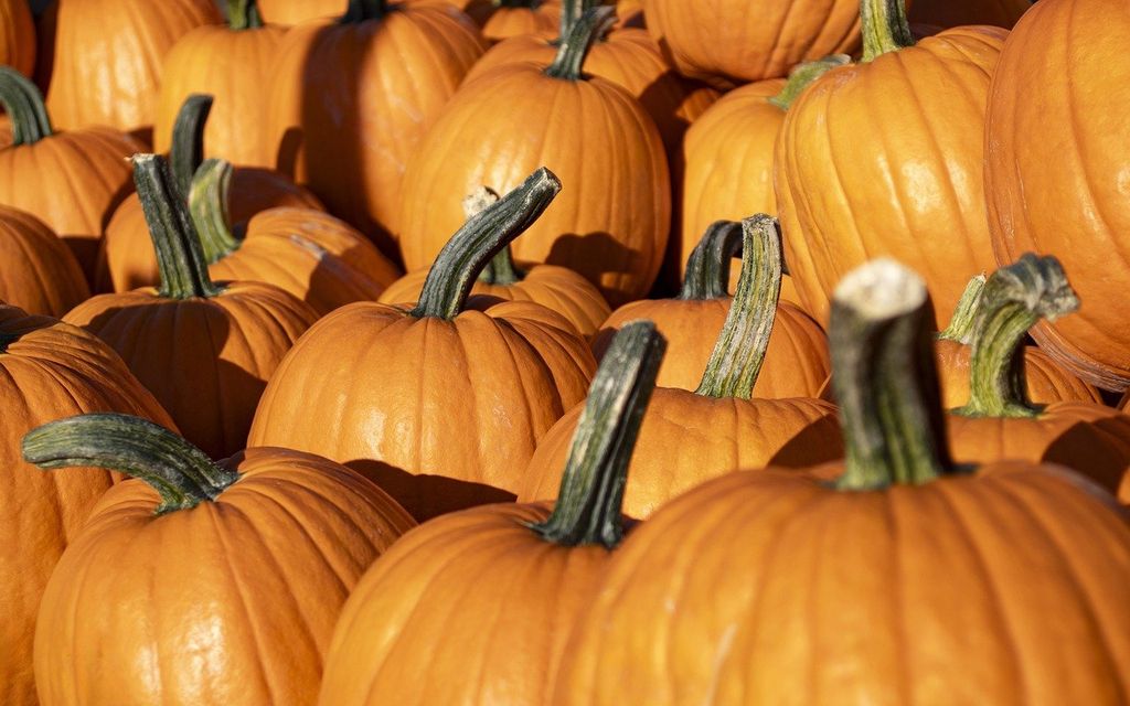 Pumpkin Palooza