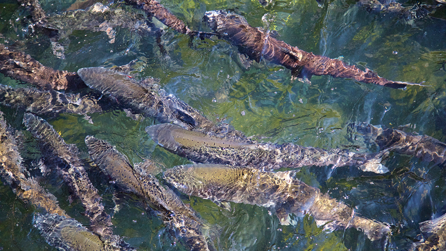 Salmon swimming together near the surface of the water.