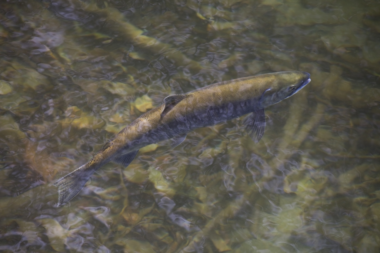 A sockeye salmon swims up the river before spawning.