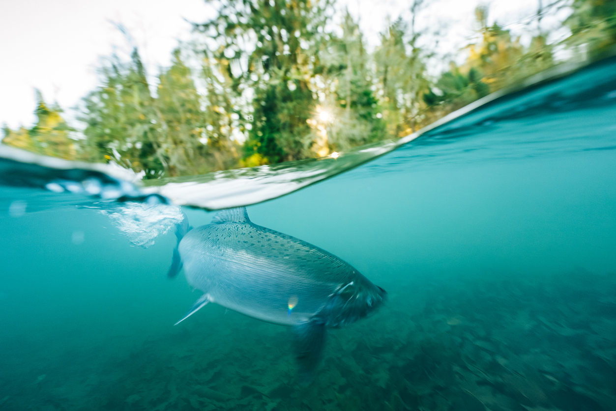 Underwater view of salmon in a river.