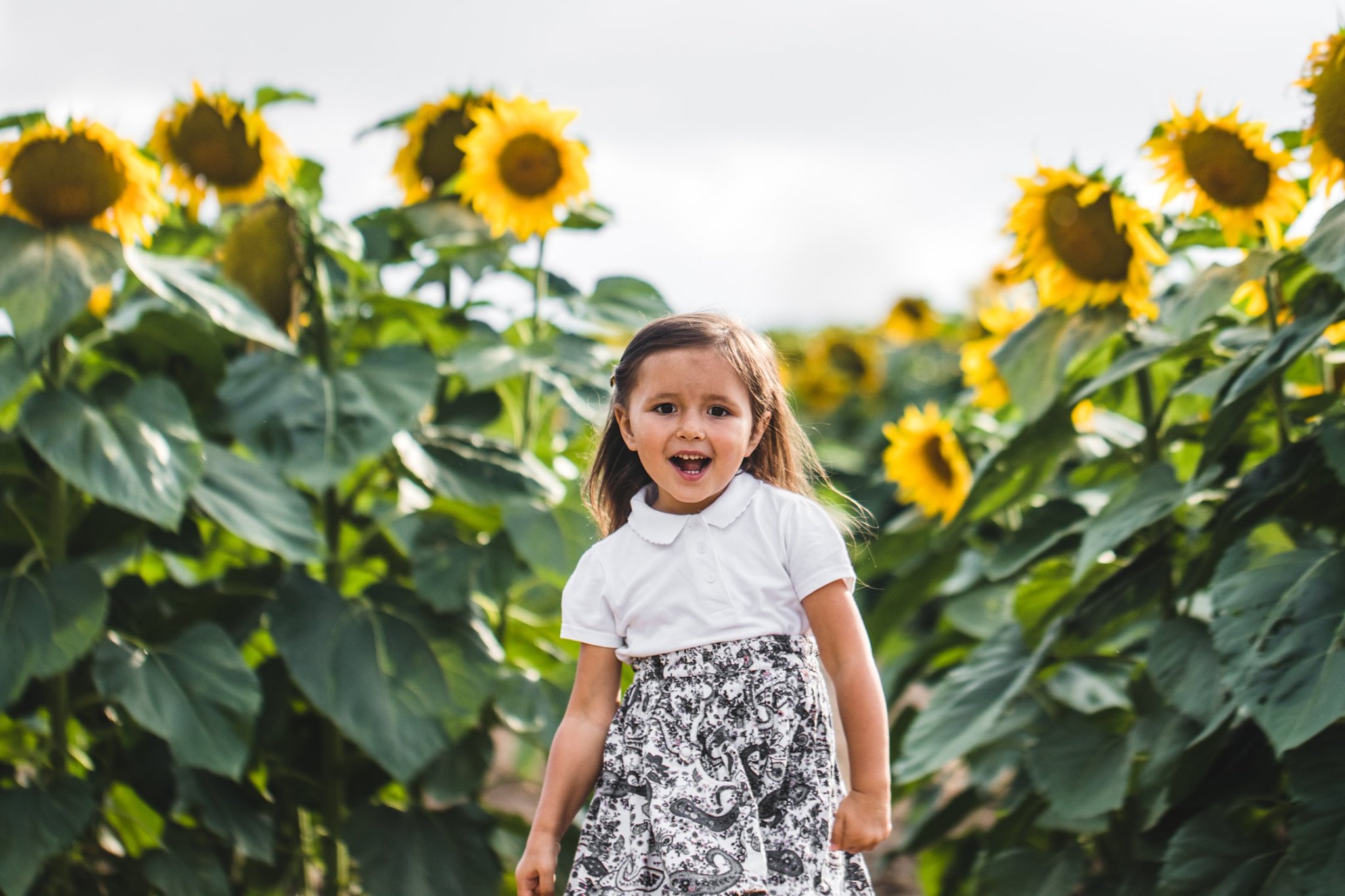 Mountainview Sunflower Festival