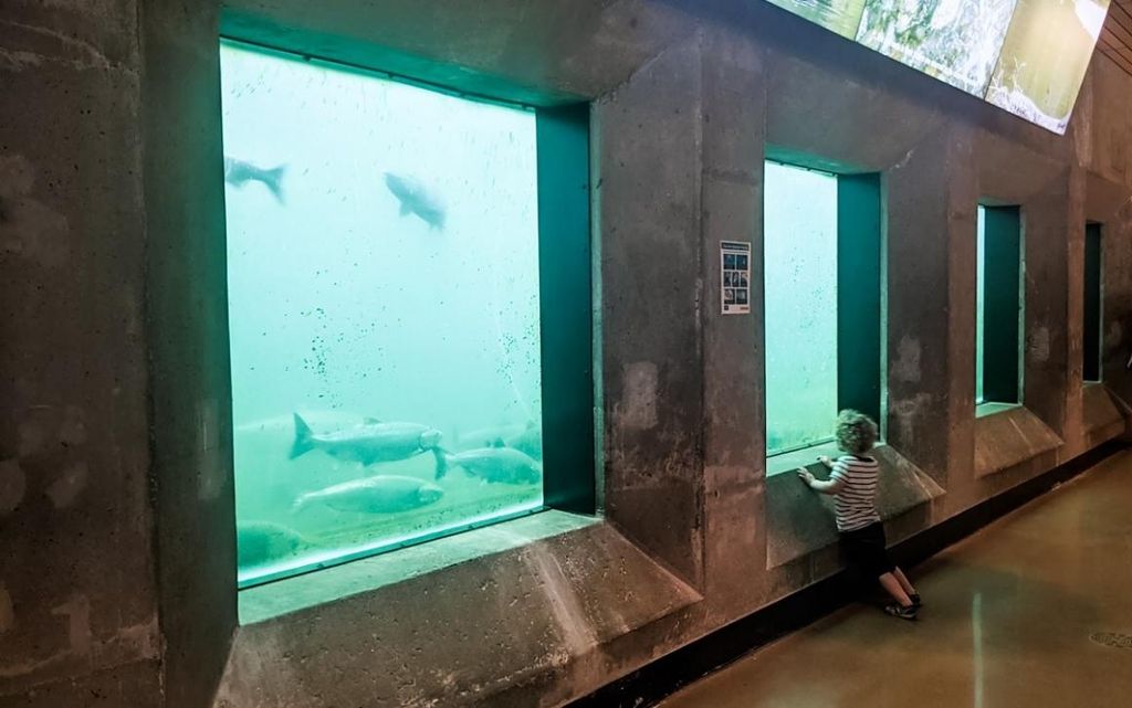 Salmon Viewing at the Ballard Locks