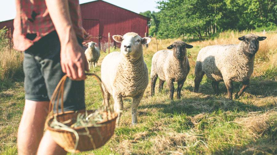 sheep staring at farm stay guest during morning chores at White Lotus