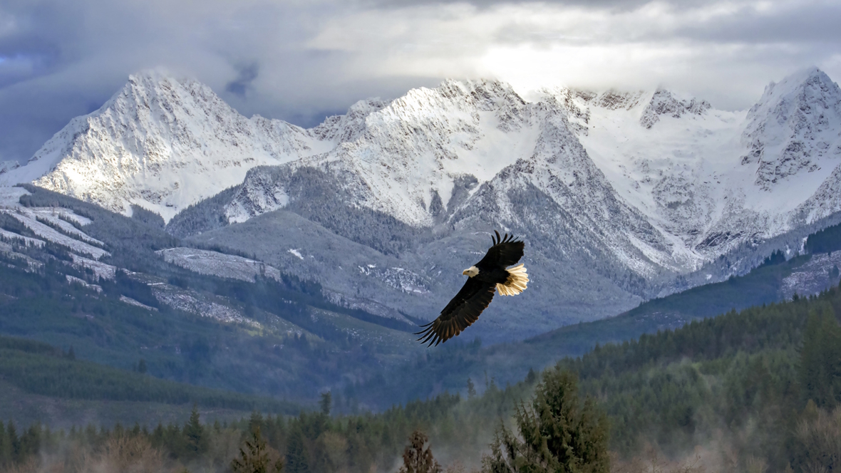An eagle flying in the North Cascades mountains