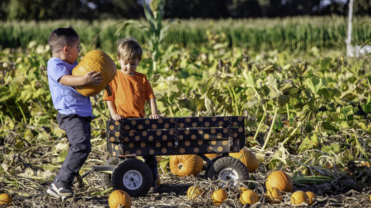 Kids at a pumpkin patch with a wagon