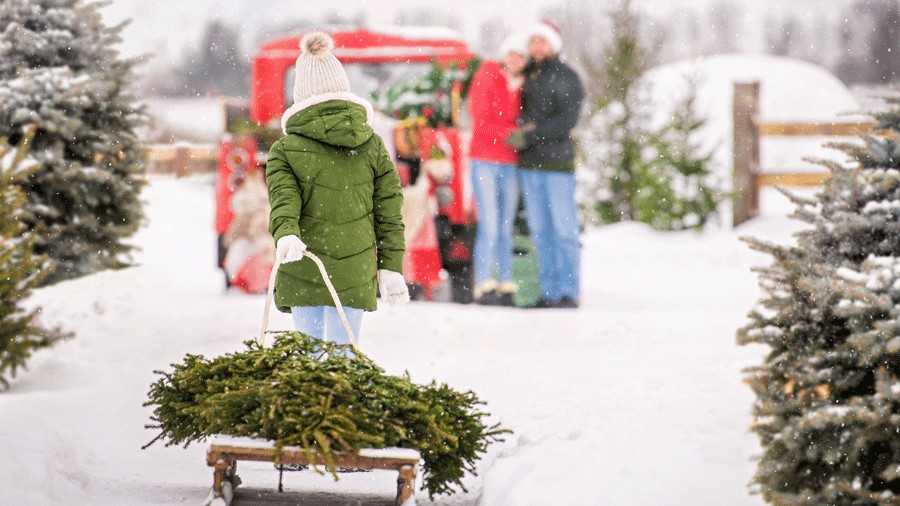 child pulling a sled with a christmas tree on it on a local farm 