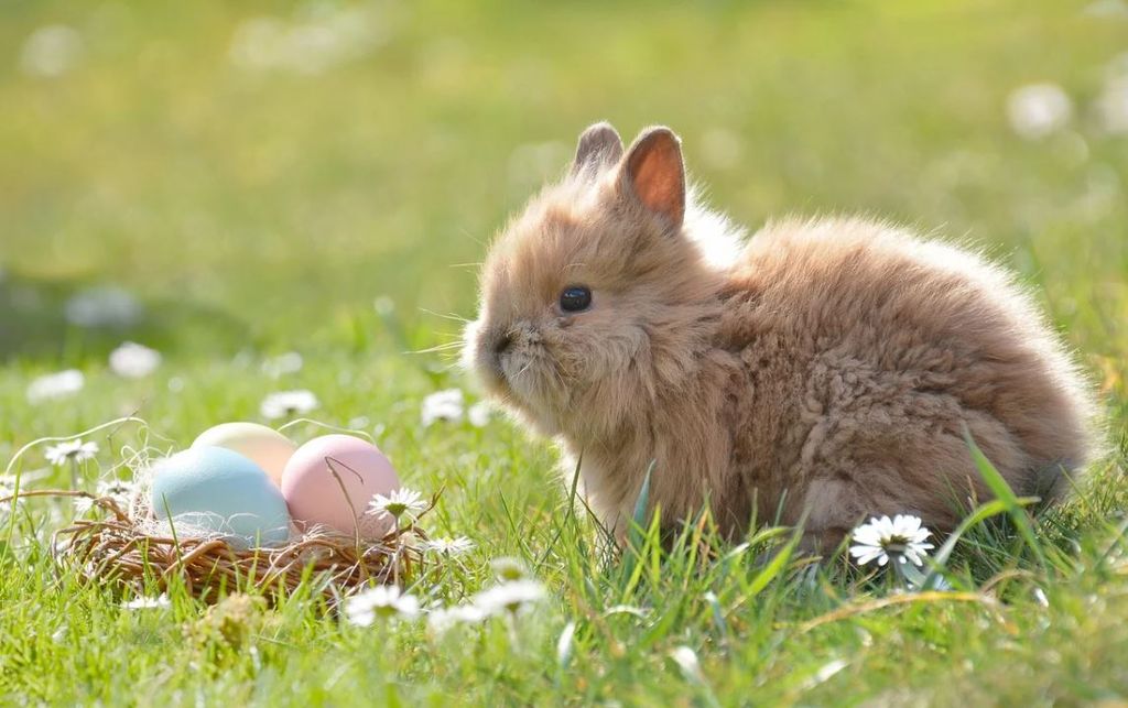 Easter Egg Hunt