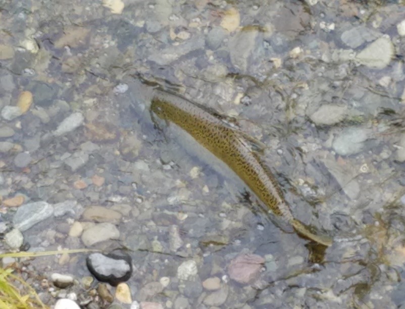 Salmon SEEson at North Creek Trail Park